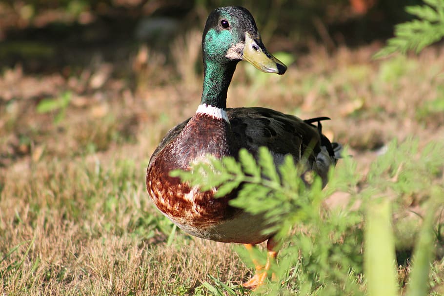 duck, animal, nature, grass, animal themes, animals in the wild HD wallpaper