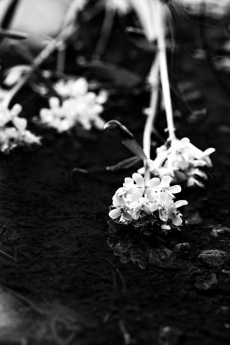 flowers, spring flowers, puddle, nature, flowering plant, vulnerability HD wallpaper