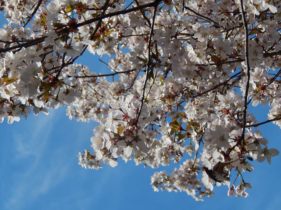 sky, tree, spring, branch, low angle view, plant, fragility HD wallpaper