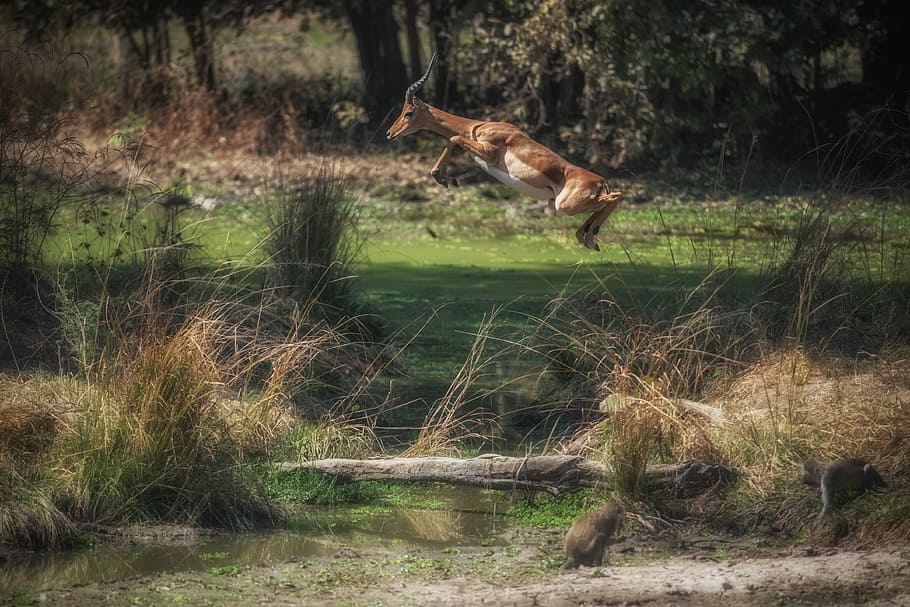 hopping deer on grassfield, deer jumping during daytime, antelope HD wallpaper