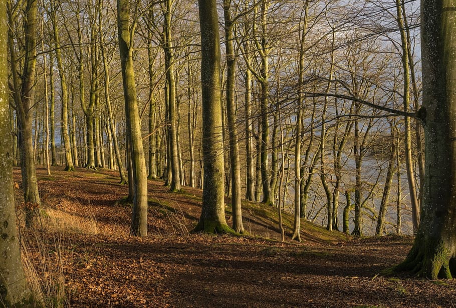 photo of forest, trees, landscape, scenic, winter, shadows HD wallpaper