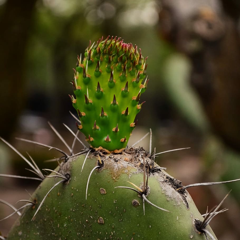 Mexico, Cactus, Plants, Texture, Garden, nature, green, thorns HD wallpaper
