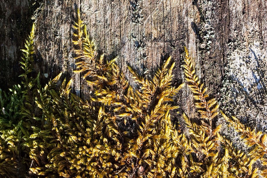 Tree, Log, Traces, Weathered, like, nature, plant, flora, forestry HD wallpaper