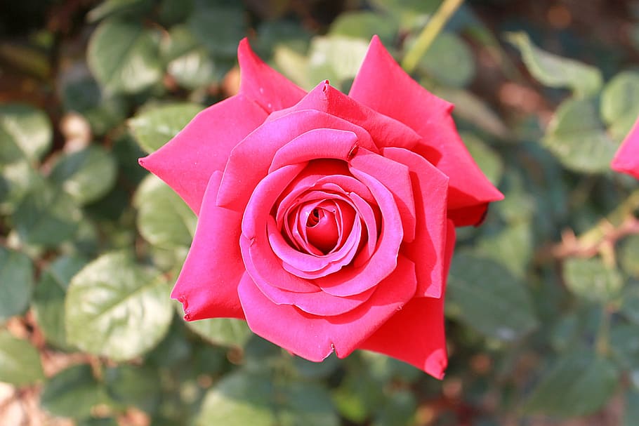 Flower, Bloom, Plant, rose, summer, blooming, nature, pink HD wallpaper