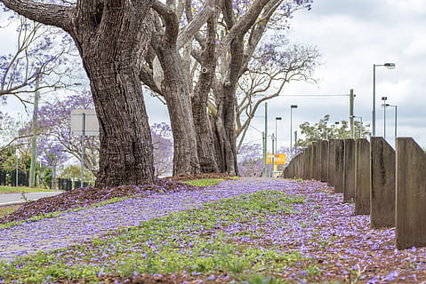 jacaranda, australia, purple, tree, nature, blooming, brisbane HD wallpaper