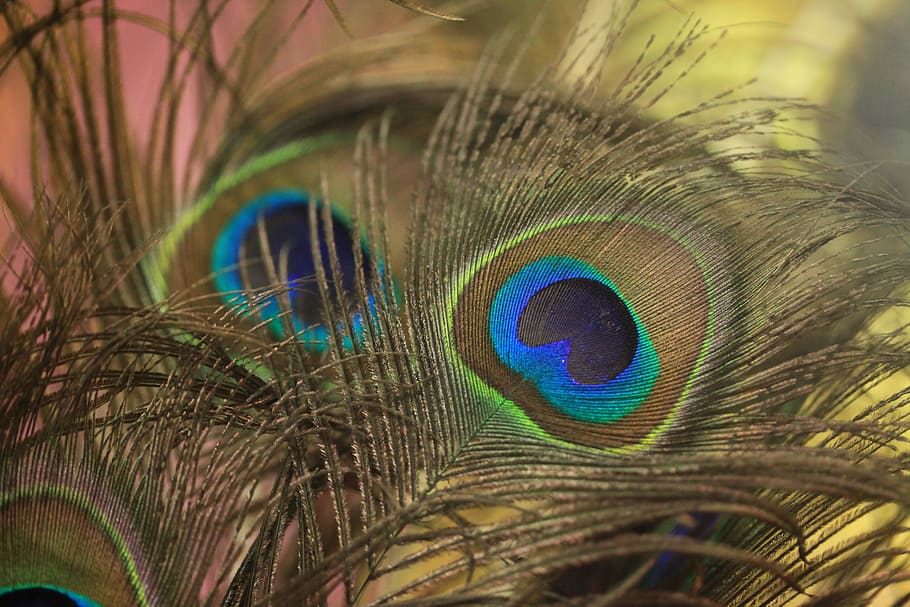 HD wallpaper: feather, peacock, bird, peafowl, pattern, color, beautiful |  Wallpaper Flare