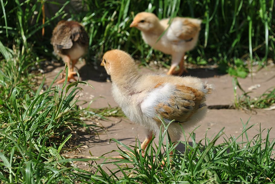 chicks, chickens, grass, nature, garden, garden chicken, animal themes HD wallpaper