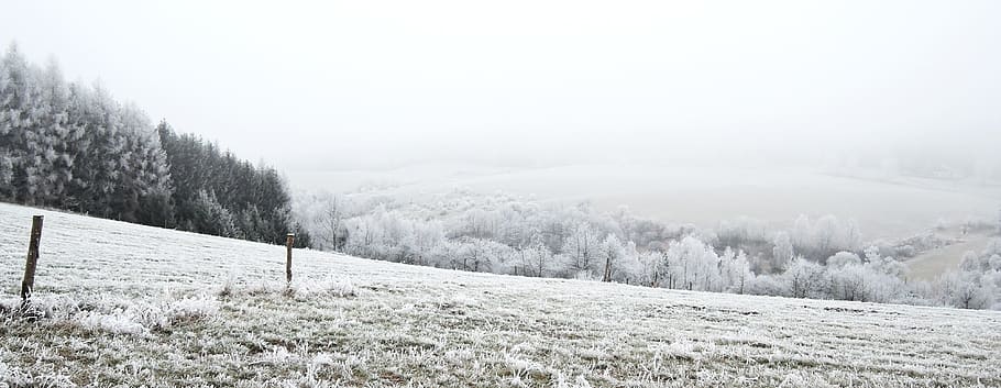 Winter, Landscape, View, Meadow, Rime, path, bush, snowy, nature HD wallpaper
