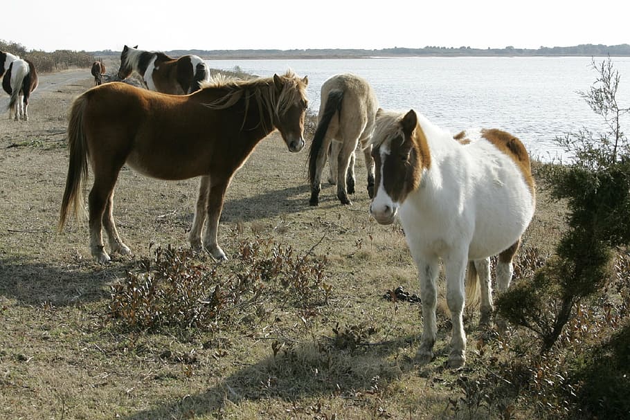 wild ponies, herd, chincoteague island, virginia, usa, feral, HD wallpaper