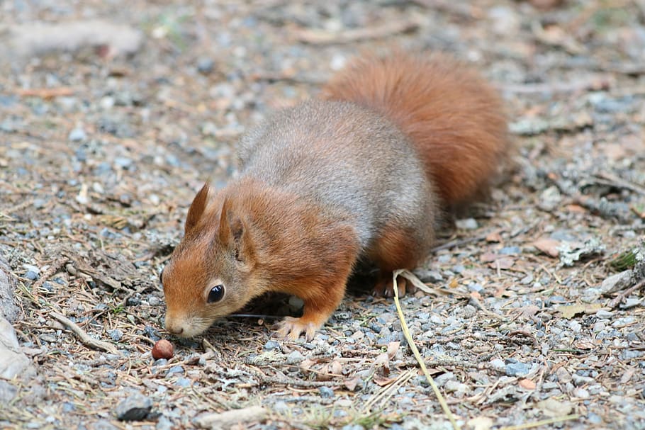 Squirrel, Nut, Eat, Nature, small animals, croissant, one animal HD wallpaper