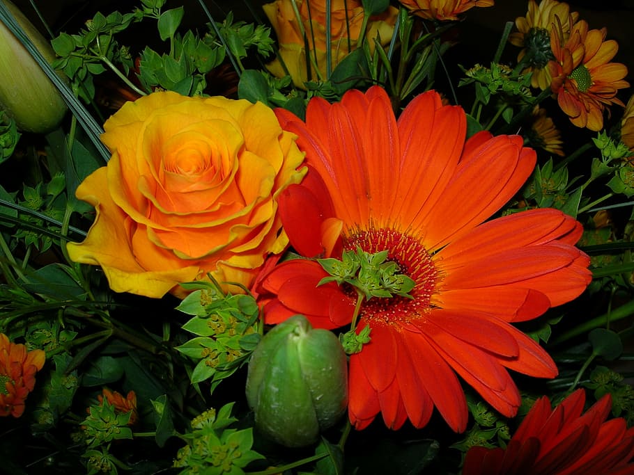 flower, rose, gerbera, blossom, bloom, flowering plant, petal HD wallpaper