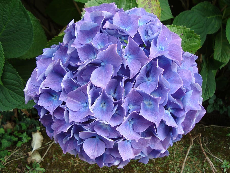 hydrangea, blue, brittany, nature, leaf, plant, summer, freshness HD wallpaper