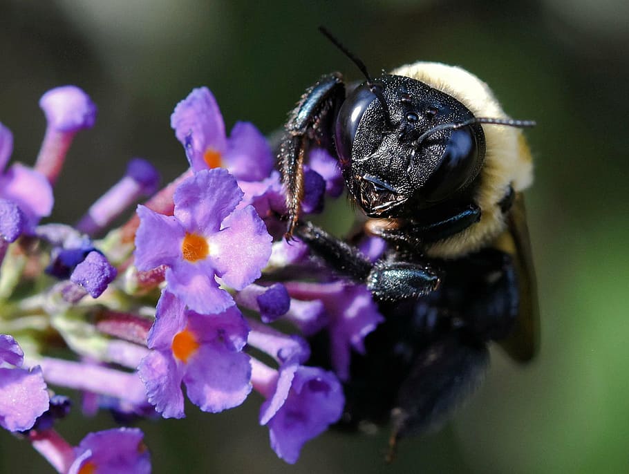 bumblebee, insect, honeybee, bug, nature, beekeeping, flying HD wallpaper