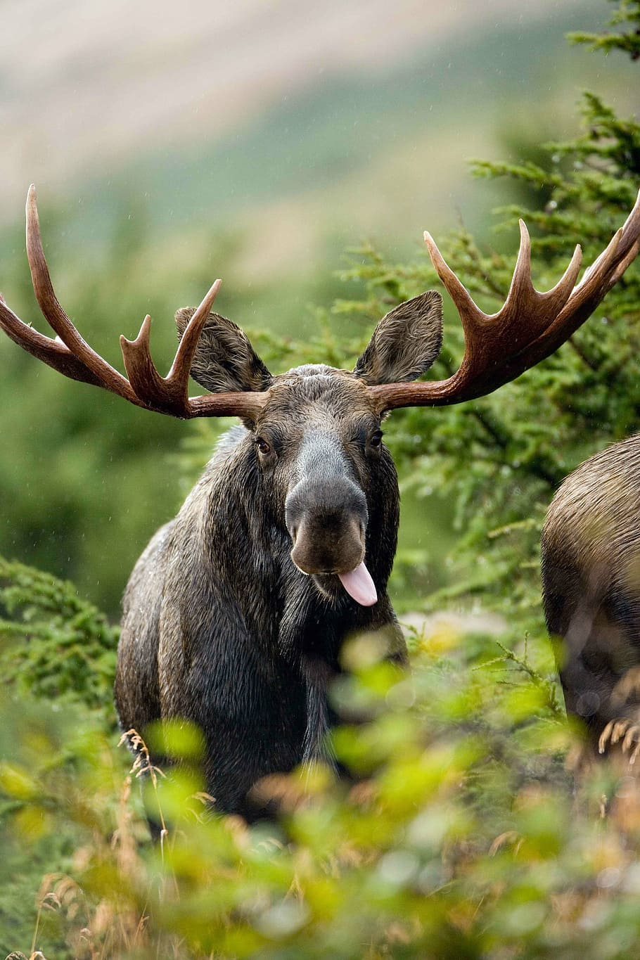 HD wallpaper: selective focus photography of moose, bull, shot, elk, deers  | Wallpaper Flare