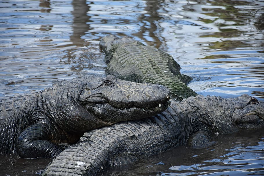 Alligator, Closeup, Gators, smiling, group, lake, gatorland HD wallpaper