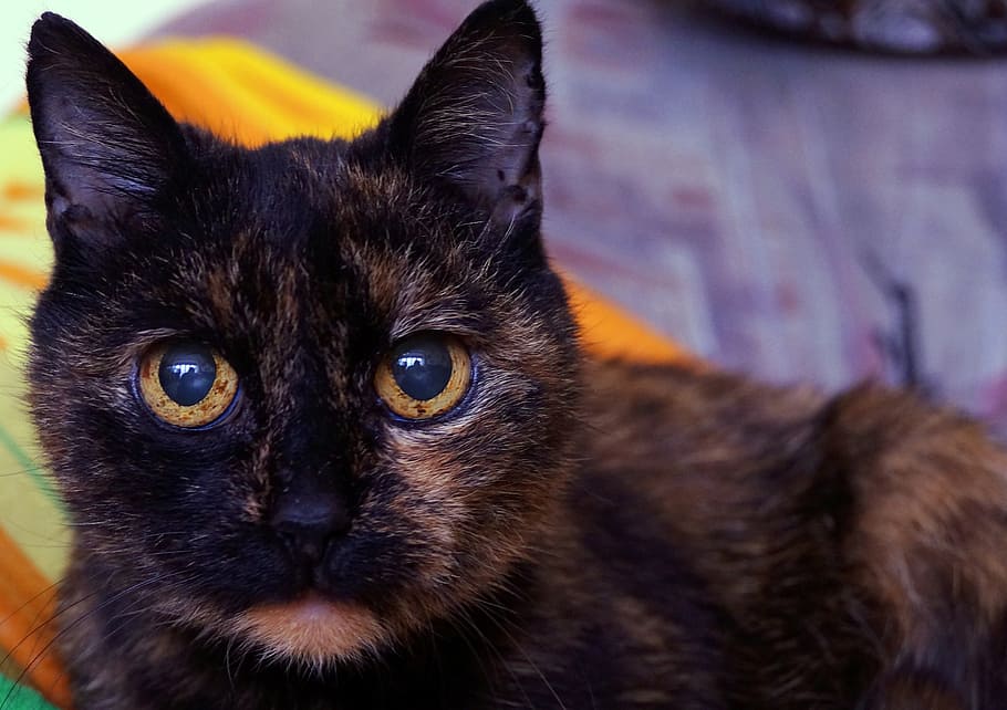 cats, dachowce, a normal cat, pet, charming, mammal, animal HD wallpaper