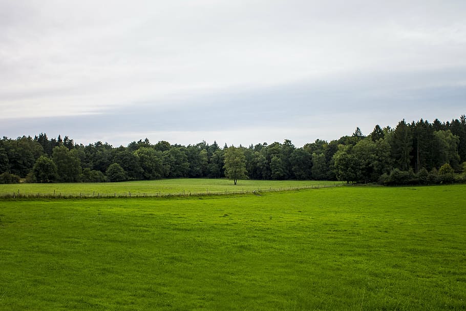 landscape, clouds, air, nature, blue, view, heaven, field, tree HD wallpaper