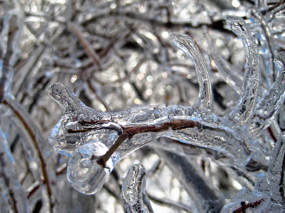ice, trees, winter, snow, cold, zing, sleet, plants, damage