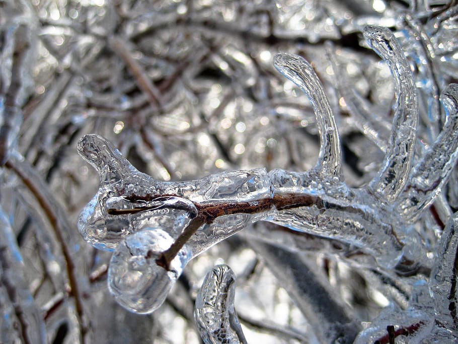 ice, trees, winter, snow, cold, zing, sleet, plants, damage HD wallpaper