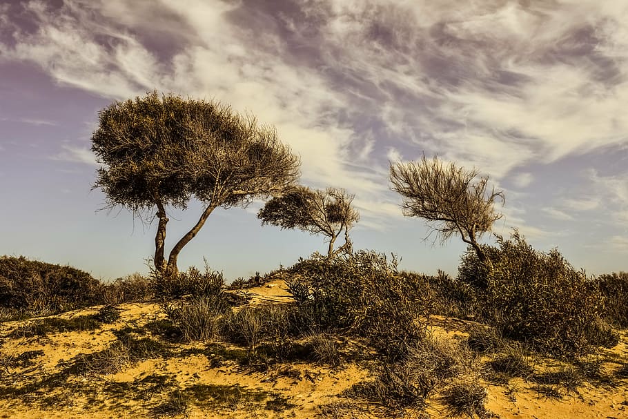 trees, dune, landscape, nature, sky, clouds, makronissos, ayia napa HD wallpaper