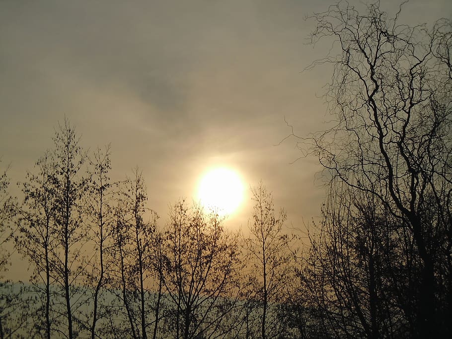 morning haze, sunrise, back light, tree, sky, plant, beauty in nature HD wallpaper