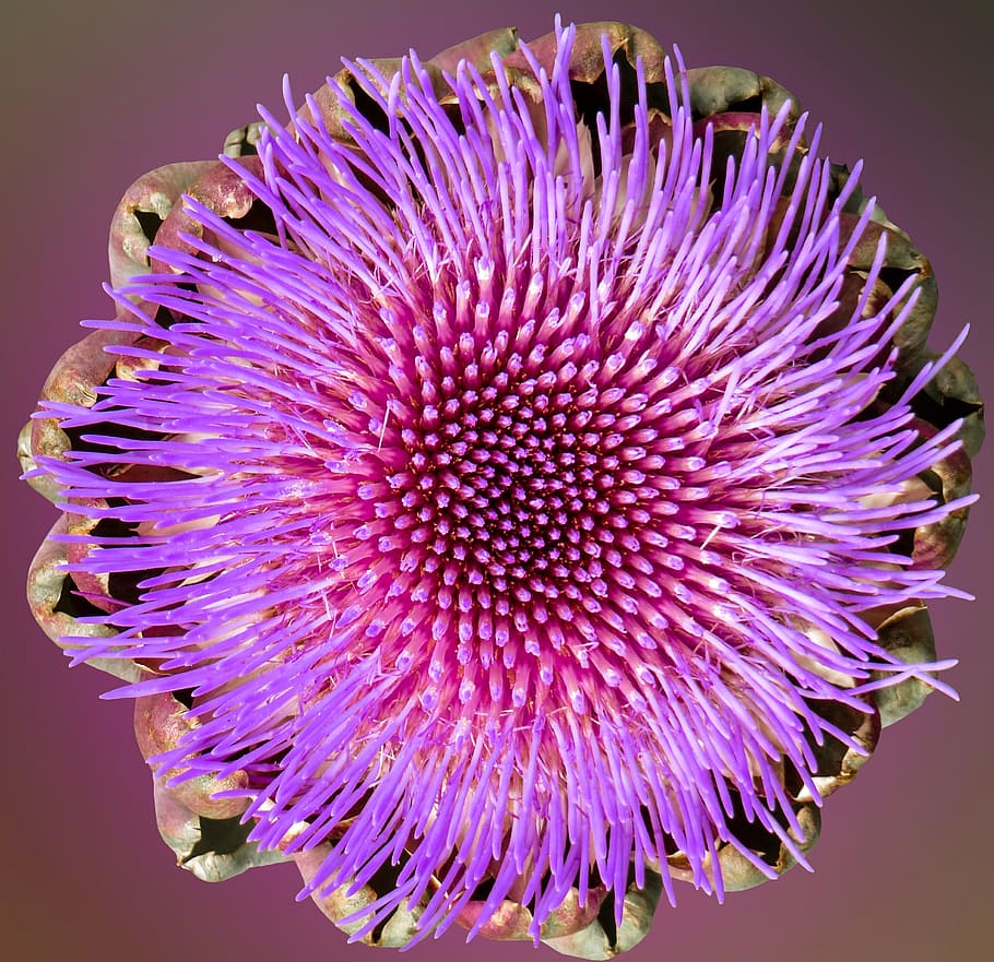 artichoke, blossom, bloom, purple, garden, close, plant, flowering plant HD wallpaper