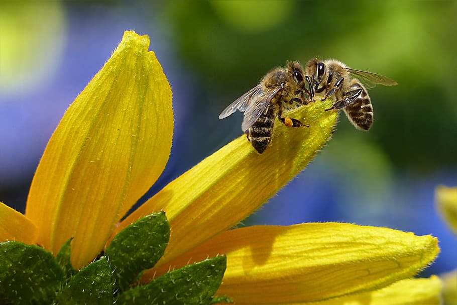 Bee Sipping Nectar on Flower during Daytime, bees, bloom, blur HD wallpaper