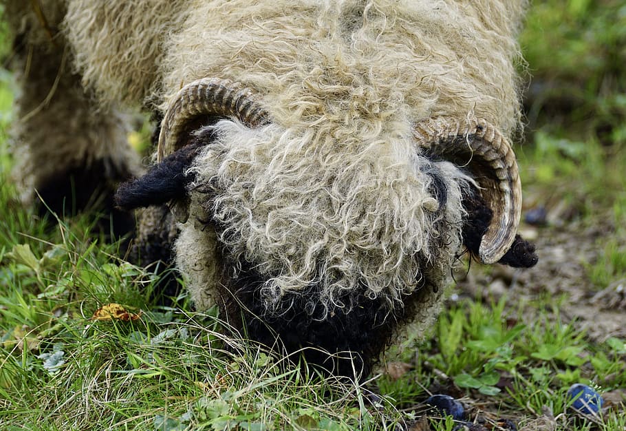 black nosed sheep, valais black nose sheep, livestock, white, HD wallpaper