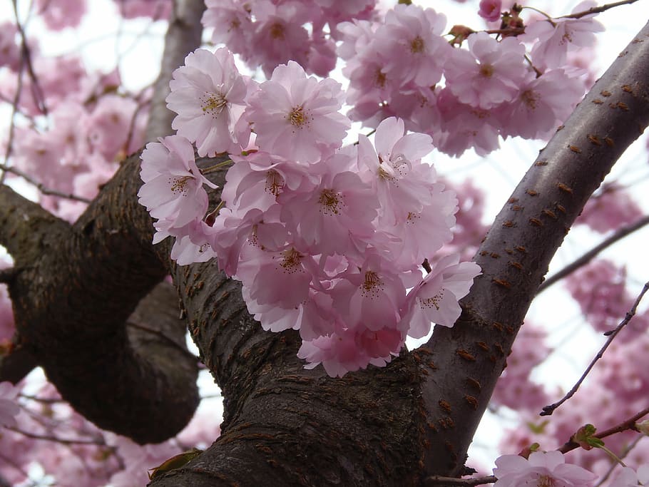 sakura, pink, cherry, blossom, spring, nature, flower, season HD wallpaper