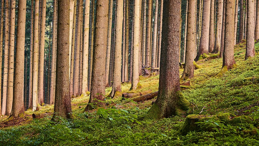 trees on green grass field, grass and tree covered field during day HD wallpaper