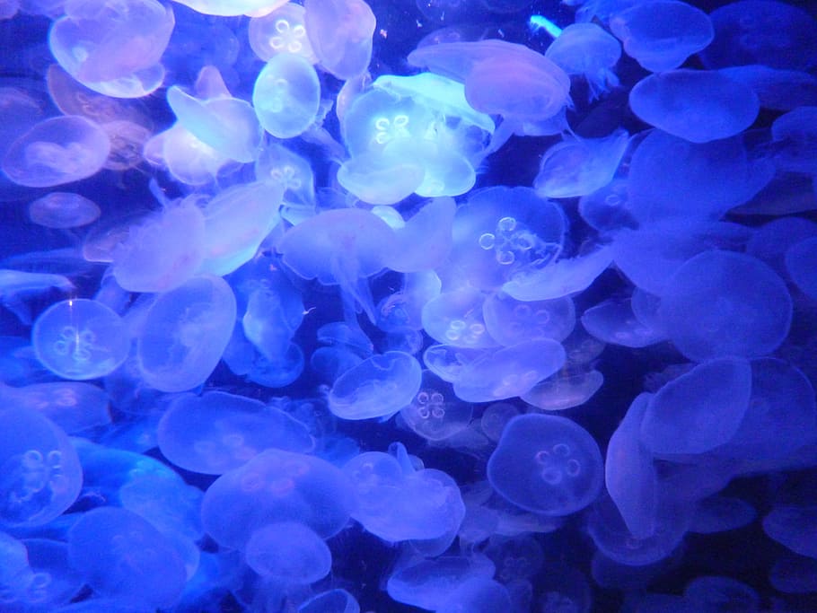 Jellyfish, Aquarium, Underwater, organism, color, blue, backgrounds, HD wallpaper