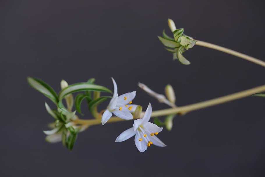 flower, flowers, white, nature, plant, branch, petal, flower Head HD wallpaper