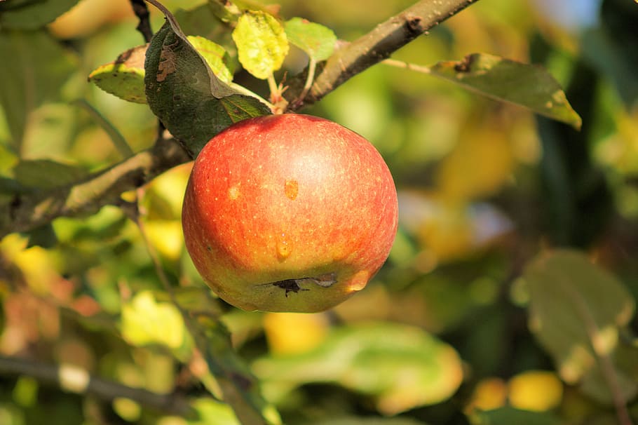 apple, tree, leaves, fruit, garden, ungeerntet, food, sweet HD wallpaper