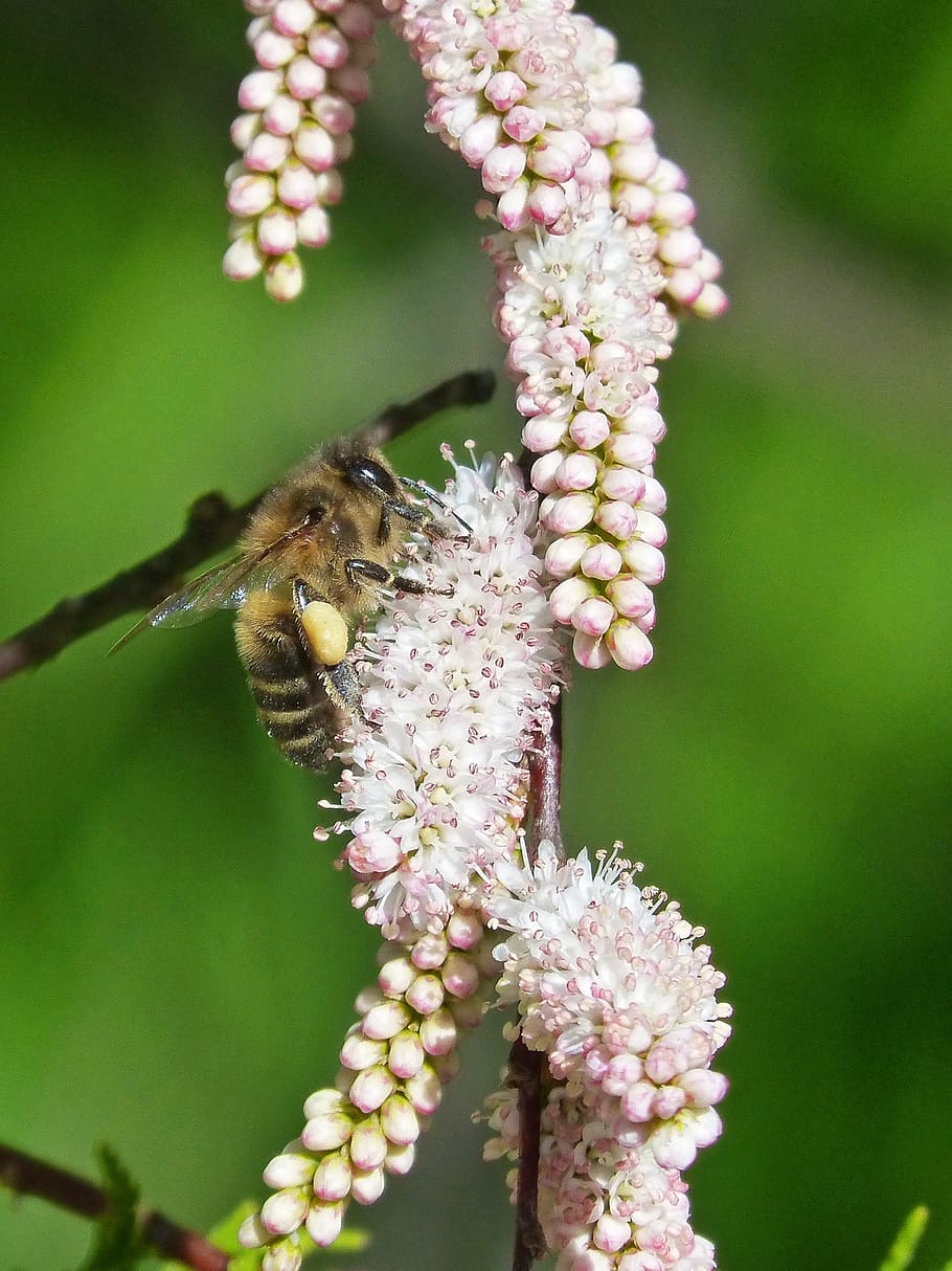 bee, flowers, libar, beauty, detail, flowering plant, fragility HD wallpaper