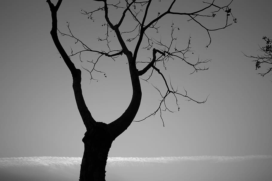 Tree, Monochrome, Landscape, Dark, bare tree, branch, nature HD wallpaper