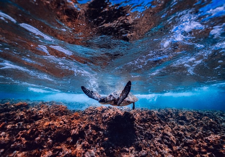 underwater photography of black turtle, sea, ocean, swimming, HD wallpaper