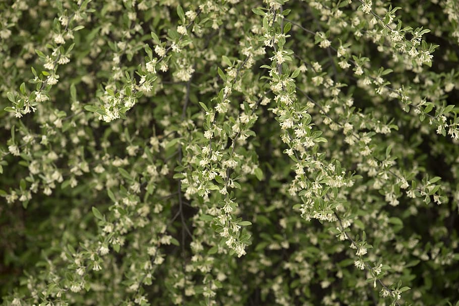 background, bloom, blooming, bush, flora, flowers, green, growing HD wallpaper