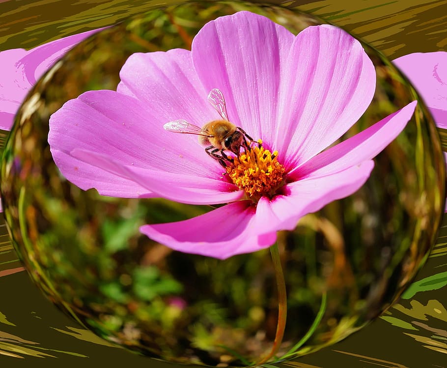 Flower, Blossom, Bloom, Close, Pink, wild flower, bee, pollination HD wallpaper