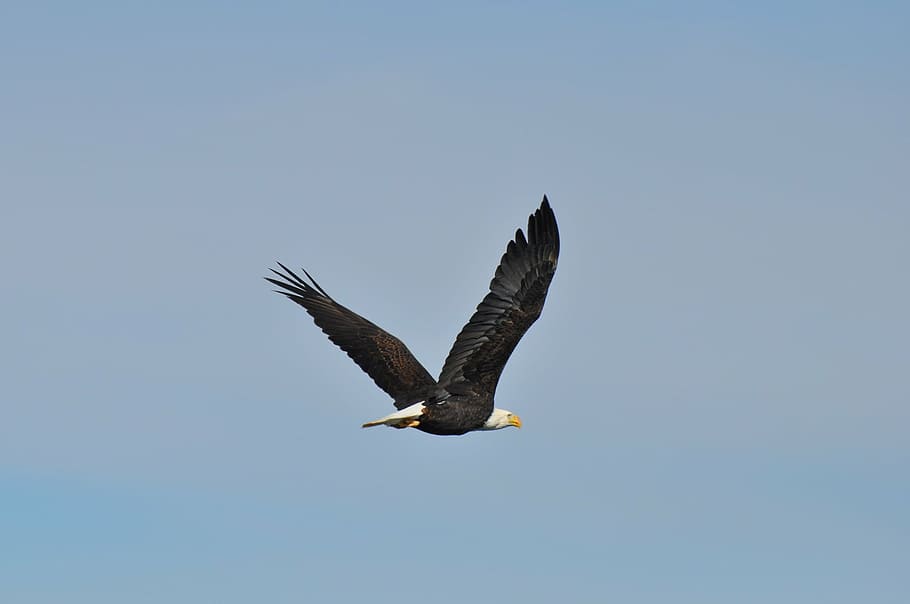 black and white eagle, bald eagle, soaring, bird, raptor, flight HD wallpaper