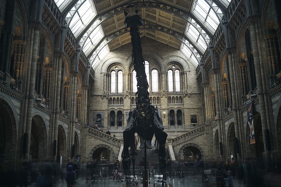black metal dinosaur inside museum surrounded with people during daytime, architectural photography of ancient building interior, HD wallpaper