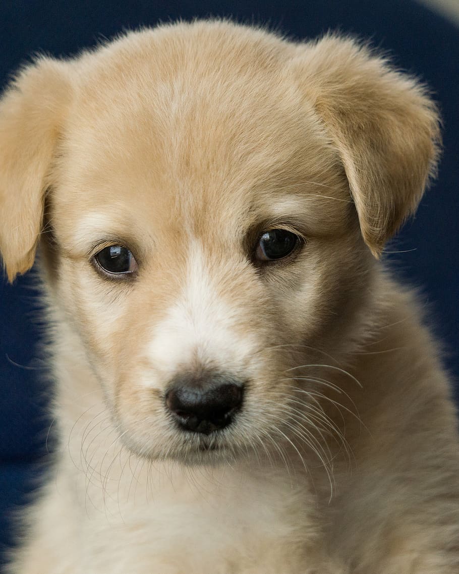 HD wallpaper: animal, puppy, dog, labrador, light brown, pet, dog ...