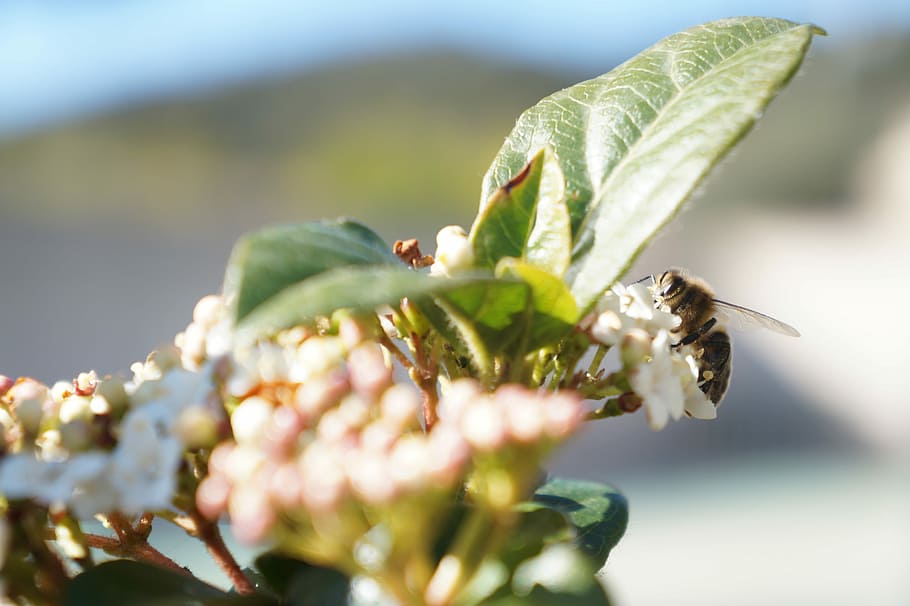 Flower, Spring, Bee, Pink, Leaf, green, plant, insect, no people HD wallpaper
