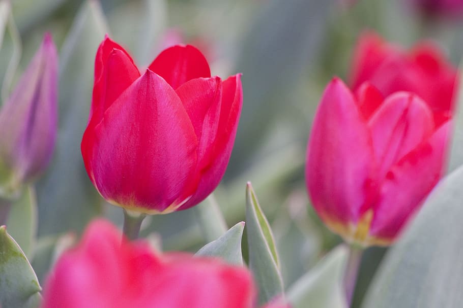selective focus photo of red tulip flower, Lily, Spring, Nature HD wallpaper