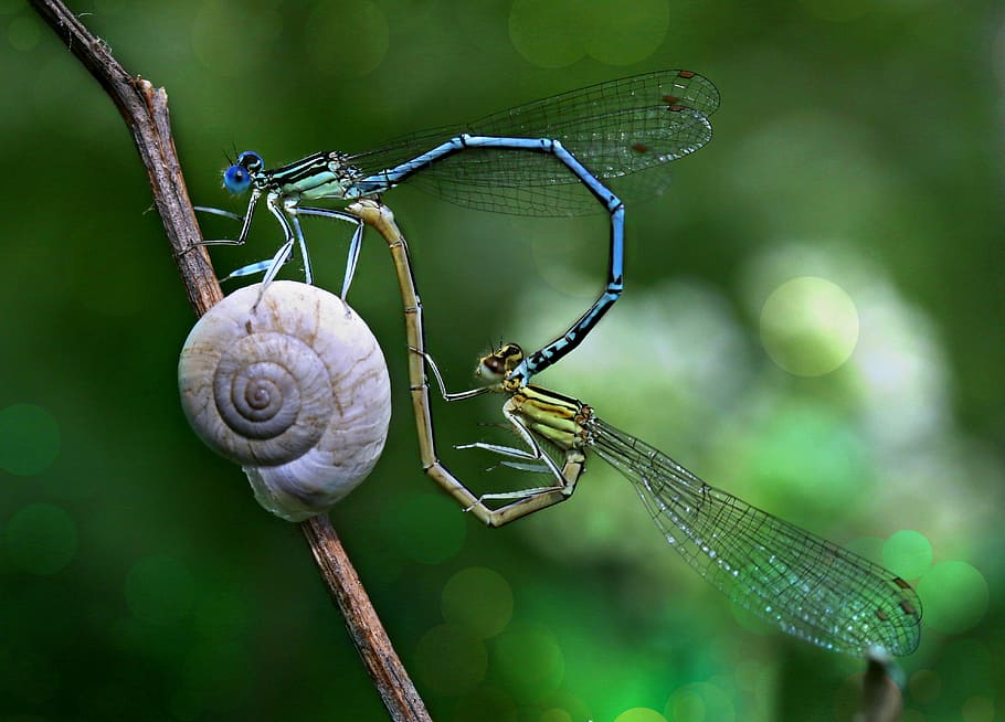 shallow focus photo of two mating dragonflies, dragonfly, love HD wallpaper