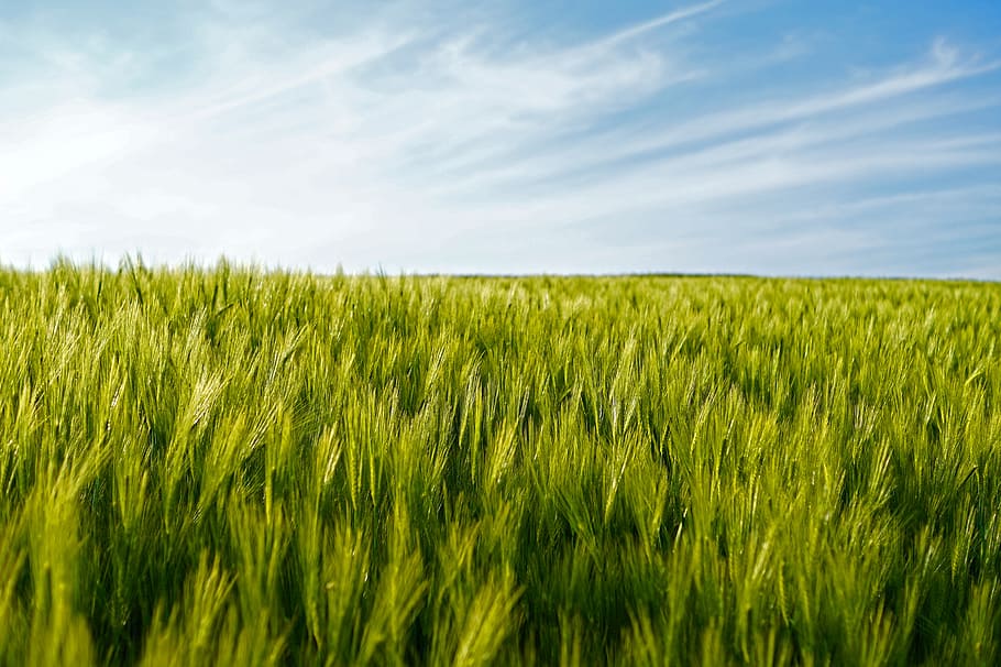rice field, wheat, wheat fields, epi, agriculture, cereals HD wallpaper