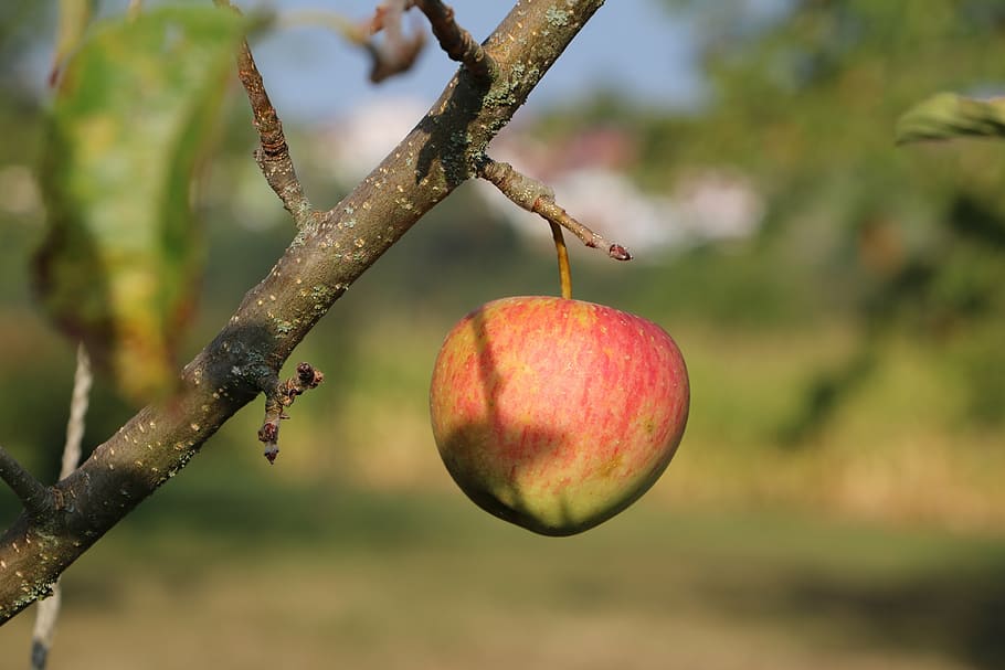 apple, branch, fruit, healthy eating, focus on foreground, food and drink HD wallpaper