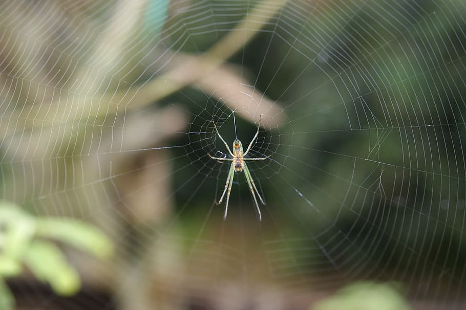 insects, area, kettle, quindio, colombia, spider Web, nature HD wallpaper