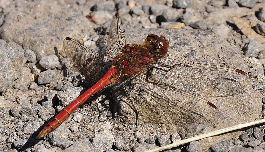 macro photography of red skimmer, insect, dragonfly, red dragonfly, HD wallpaper