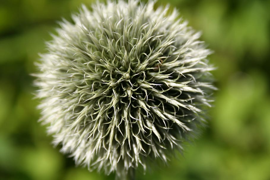 thistle, plant, flower, flowering plant, beauty in nature, close-up HD wallpaper