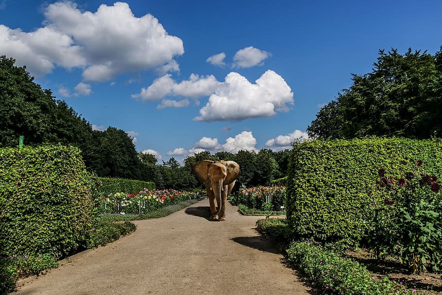 tree, nature, summer, sky, elephant, botanical, mammal, animal themes HD wallpaper